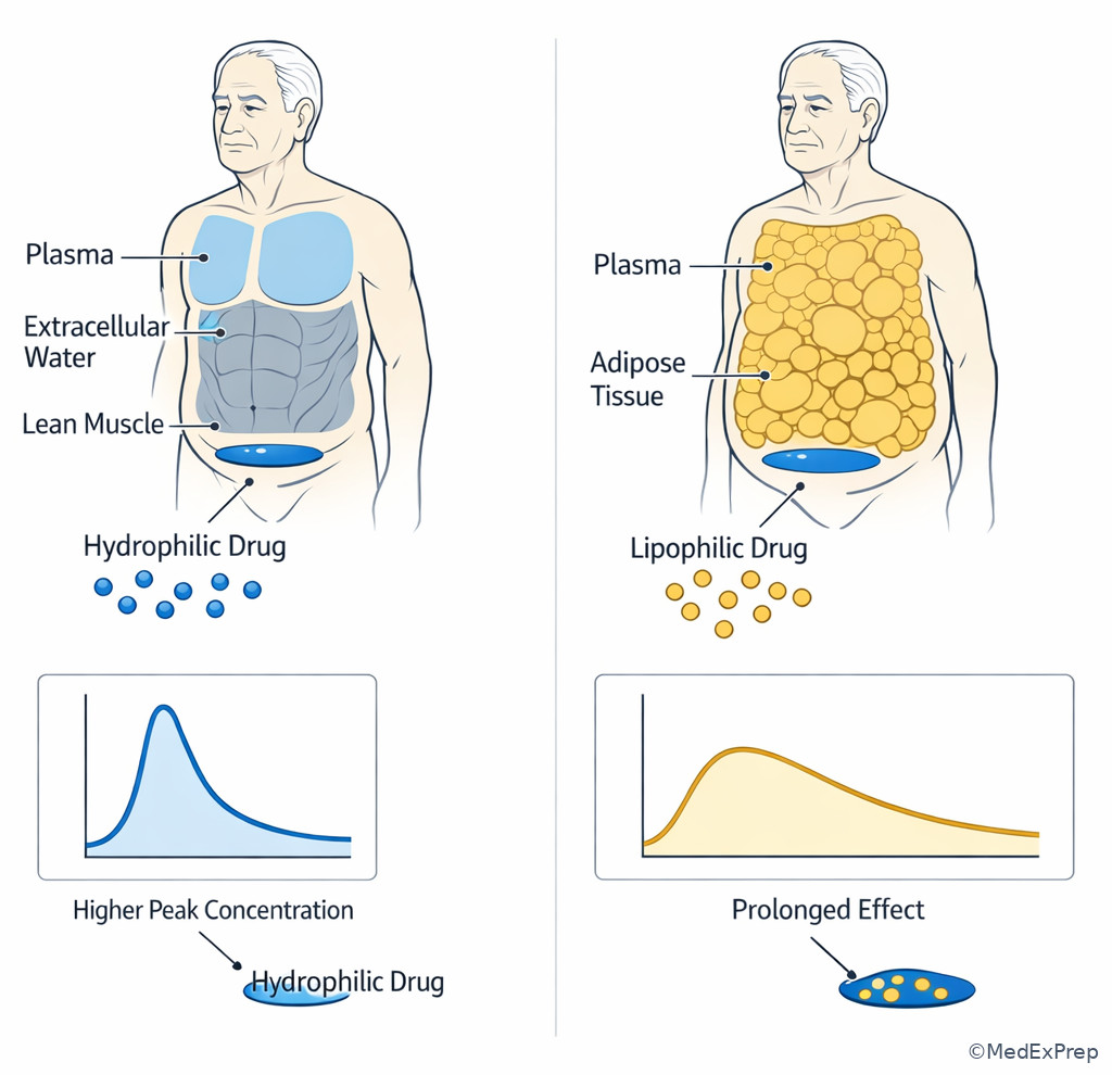 Fig 2. Body composition shift and drug distribution