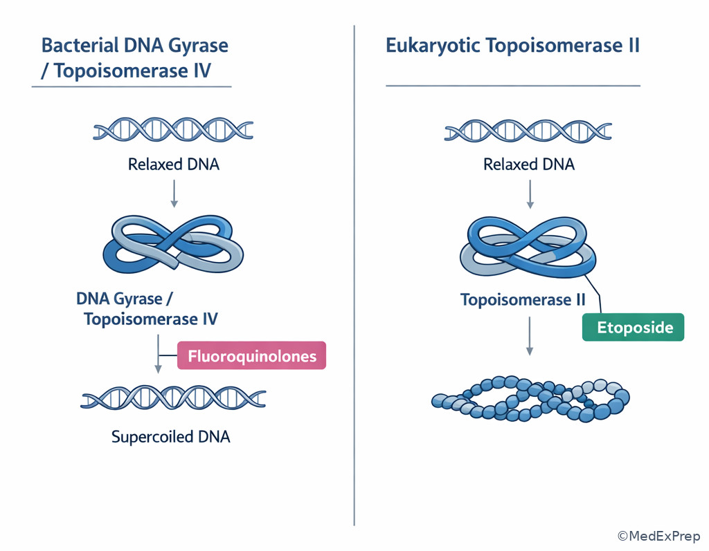 Topoisomerase target illustration