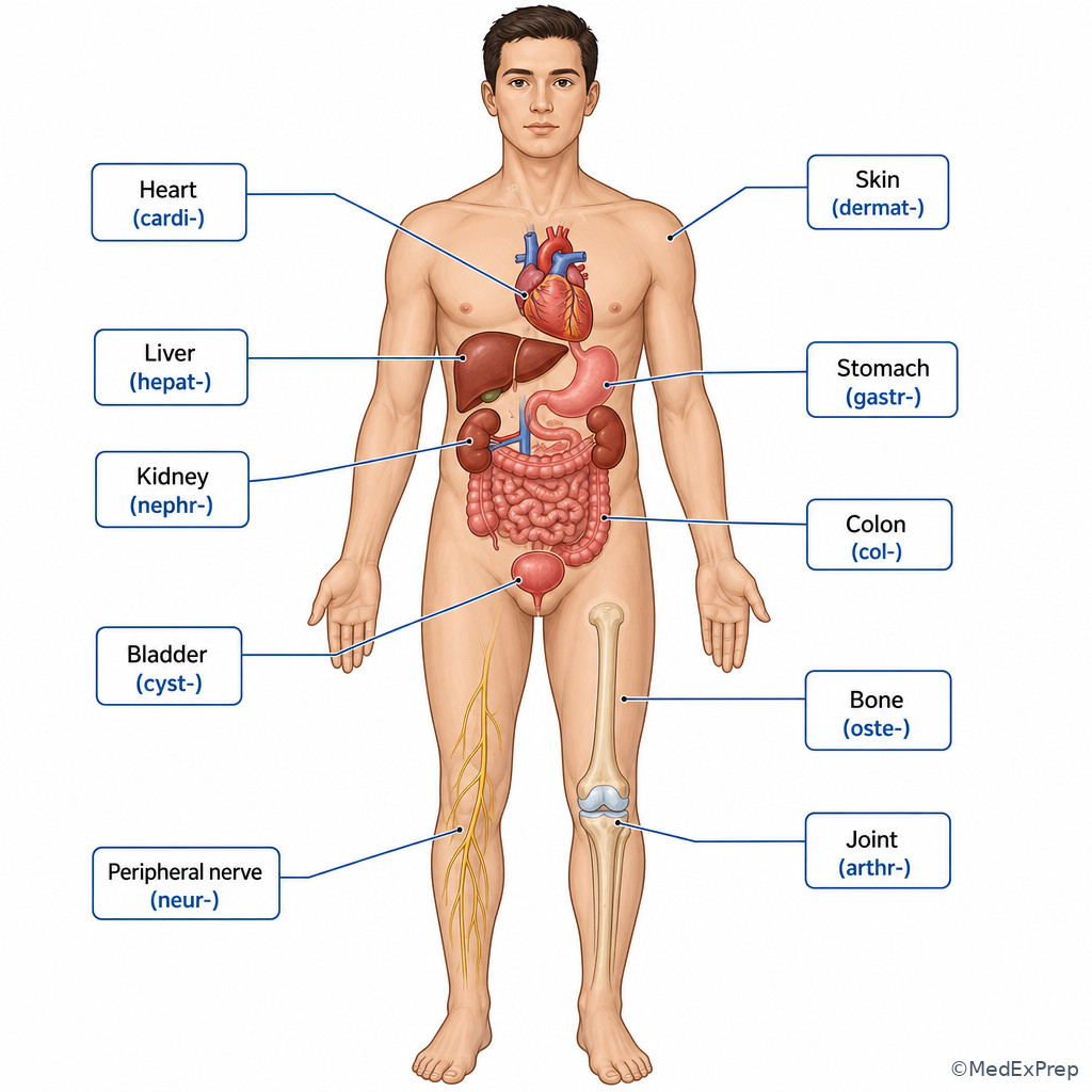 Anatomy-root reference panel