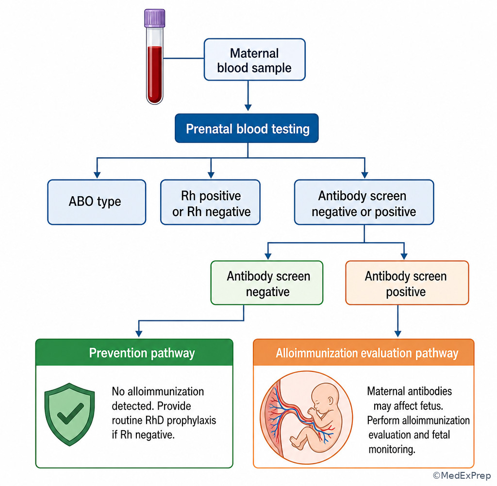 Rh and antibody screen split pathway